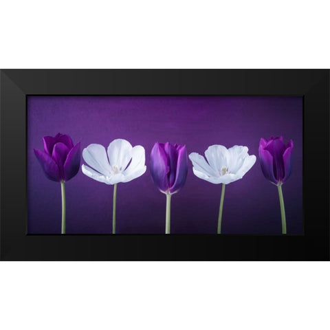 AF20120424 Tulips 351C13 Black Modern Wood Framed Art Print by Frank, Assaf