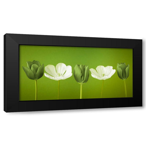 AF20120424 Tulips 349C13 Black Modern Wood Framed Art Print by Frank, Assaf