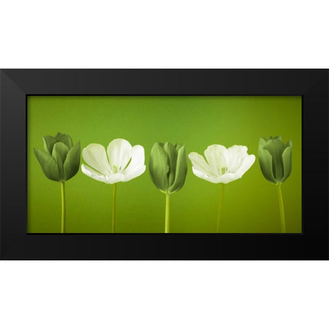AF20120424 Tulips 349C13 Black Modern Wood Framed Art Print by Frank, Assaf