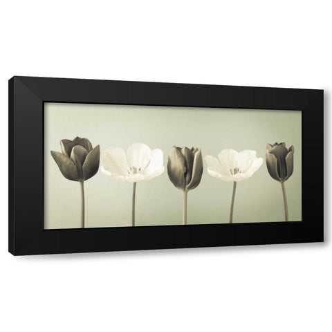 AF20120424 Tulips 353C04 Black Modern Wood Framed Art Print by Frank, Assaf
