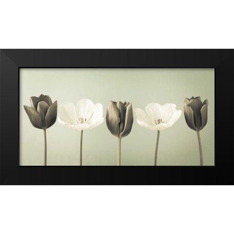 AF20120424 Tulips 353C04 Black Modern Wood Framed Art Print by Frank, Assaf