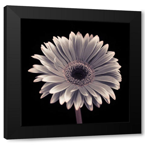 AF20120911 Gerbera 015C01 Black Modern Wood Framed Art Print with Double Matting by Frank, Assaf