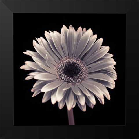 AF20120911 Gerbera 015C01 Black Modern Wood Framed Art Print by Frank, Assaf