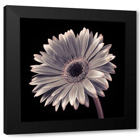 AF20120911 Gerbera 036C01 Black Modern Wood Framed Art Print by Frank, Assaf