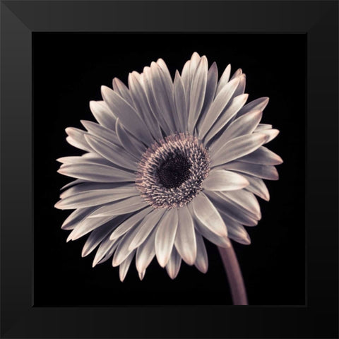 AF20120911 Gerbera 036C01 Black Modern Wood Framed Art Print by Frank, Assaf