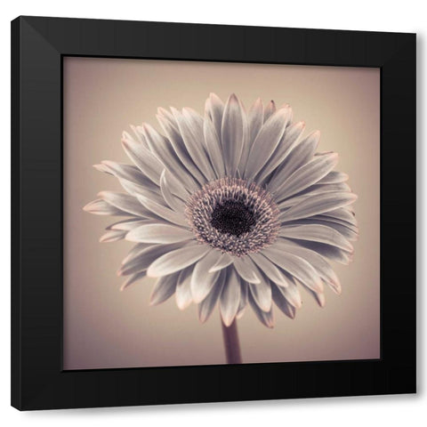 AF20120911 Gerbera 029C01 Black Modern Wood Framed Art Print with Double Matting by Frank, Assaf