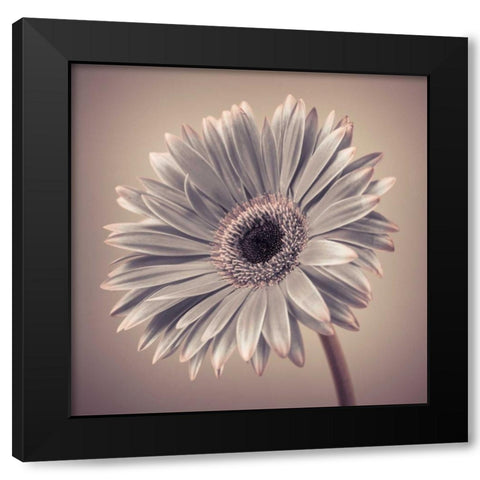 AF20120911 Gerbera 034C01 Black Modern Wood Framed Art Print with Double Matting by Frank, Assaf