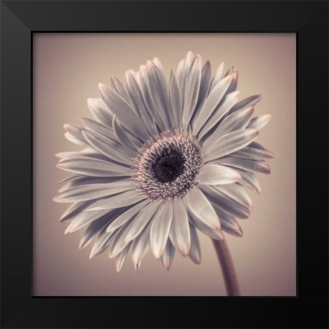 AF20120911 Gerbera 034C01 Black Modern Wood Framed Art Print by Frank, Assaf