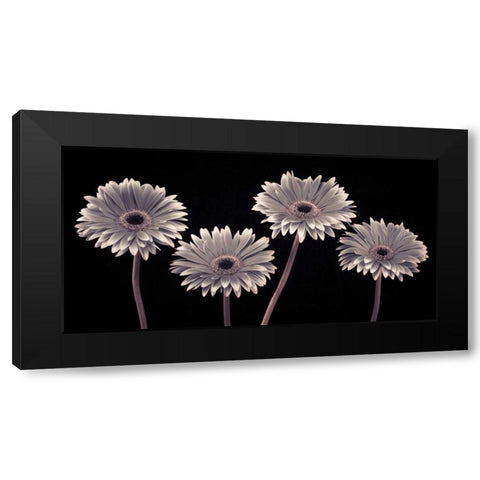 AF20120914 Gerberas 090C01 Black Modern Wood Framed Art Print by Frank, Assaf