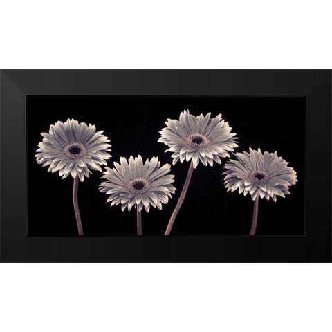 AF20120914 Gerberas 090C01 Black Modern Wood Framed Art Print by Frank, Assaf