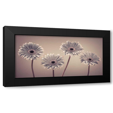 AF20120914 Gerberas 109C01 Black Modern Wood Framed Art Print with Double Matting by Frank, Assaf