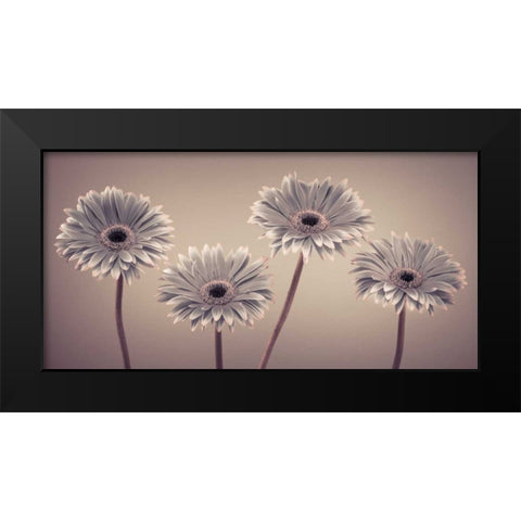 AF20120914 Gerberas 109C01 Black Modern Wood Framed Art Print by Frank, Assaf
