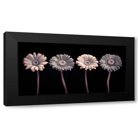 AF20120902 Gerberas 059C12 Black Modern Wood Framed Art Print by Frank, Assaf