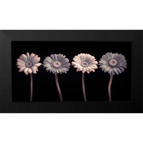 AF20120902 Gerberas 059C12 Black Modern Wood Framed Art Print by Frank, Assaf