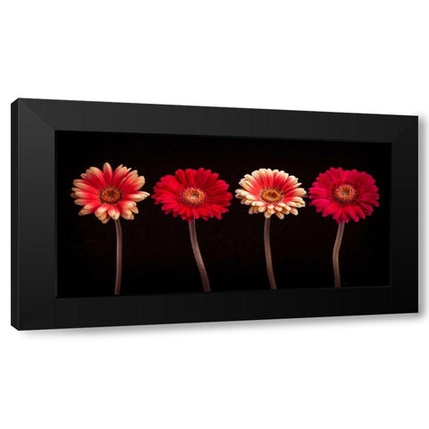 AF20120902 Gerberas 059C14 Black Modern Wood Framed Art Print by Frank, Assaf