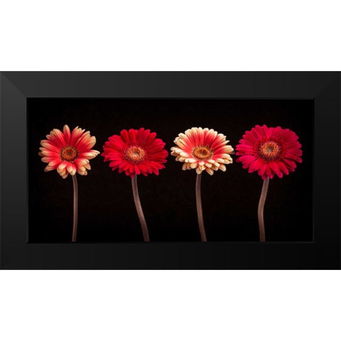 AF20120902 Gerberas 059C14 Black Modern Wood Framed Art Print by Frank, Assaf