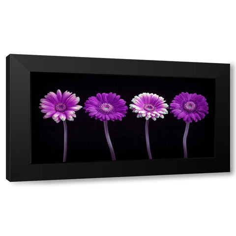 AF20120902 Gerberas 059C10 Black Modern Wood Framed Art Print by Frank, Assaf