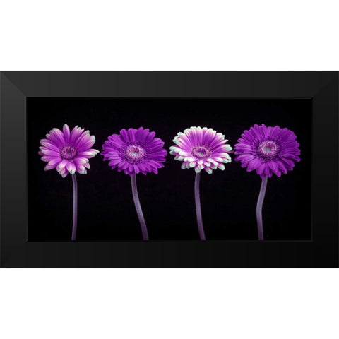 AF20120902 Gerberas 059C10 Black Modern Wood Framed Art Print by Frank, Assaf