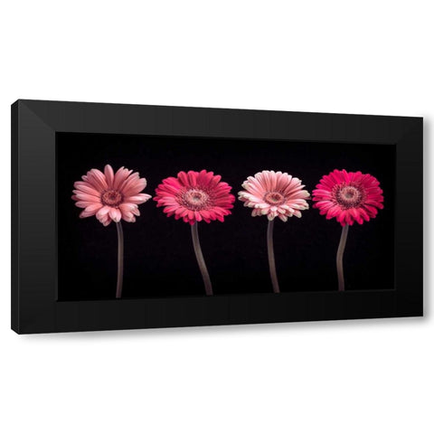 AF20120902 Gerberas 059C16 Black Modern Wood Framed Art Print with Double Matting by Frank, Assaf