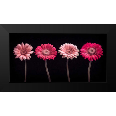 AF20120902 Gerberas 059C16 Black Modern Wood Framed Art Print by Frank, Assaf