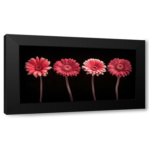 AF20120902 Gerberas 059C22 Black Modern Wood Framed Art Print by Frank, Assaf