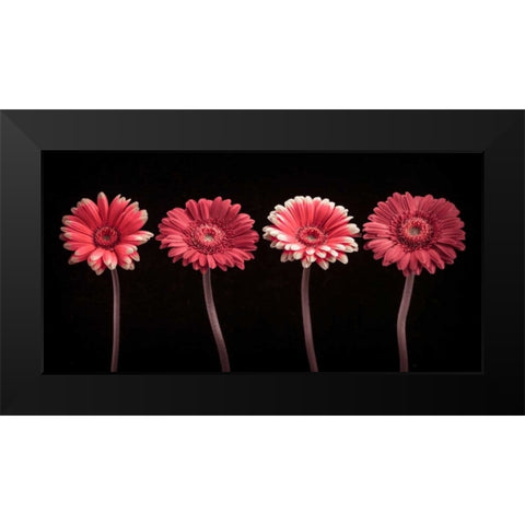 AF20120902 Gerberas 059C22 Black Modern Wood Framed Art Print by Frank, Assaf