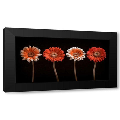 AF20120902 Gerberas 059C18 Black Modern Wood Framed Art Print by Frank, Assaf