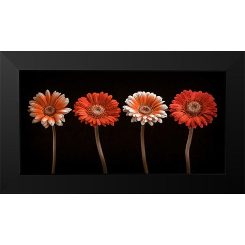 AF20120902 Gerberas 059C18 Black Modern Wood Framed Art Print by Frank, Assaf