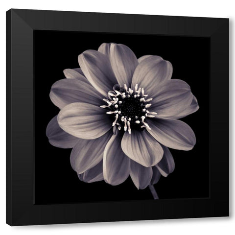 AF20110818 Dahlia 022C20 Black Modern Wood Framed Art Print by Frank, Assaf