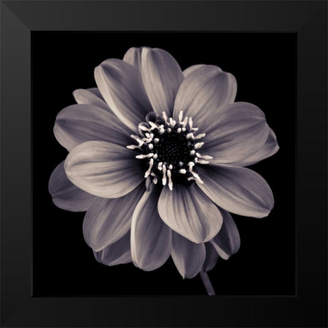 AF20110818 Dahlia 022C20 Black Modern Wood Framed Art Print by Frank, Assaf