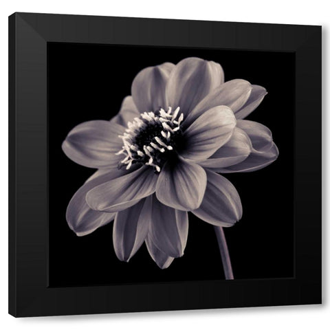AF20110818 Dahlia 046C20 Black Modern Wood Framed Art Print by Frank, Assaf