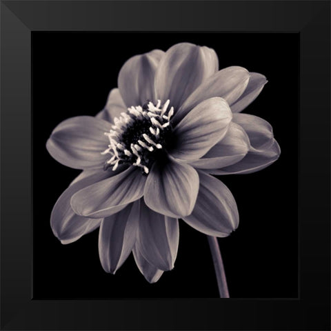 AF20110818 Dahlia 046C20 Black Modern Wood Framed Art Print by Frank, Assaf