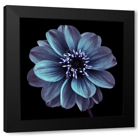 AF20110818 Dahlia 022C21 Black Modern Wood Framed Art Print with Double Matting by Frank, Assaf