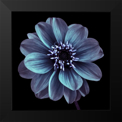 AF20110818 Dahlia 022C21 Black Modern Wood Framed Art Print by Frank, Assaf