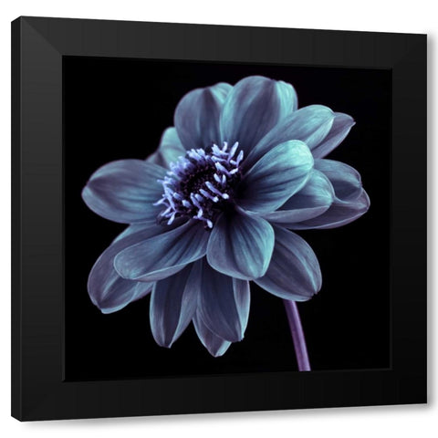 AF20110818 Dahlia 046C21 Black Modern Wood Framed Art Print by Frank, Assaf