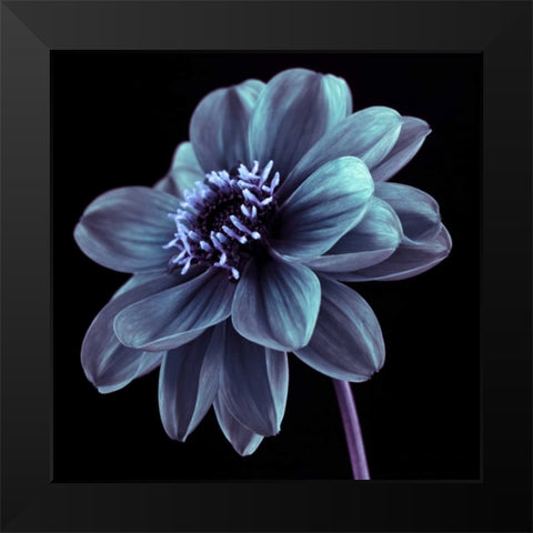 AF20110818 Dahlia 046C21 Black Modern Wood Framed Art Print by Frank, Assaf