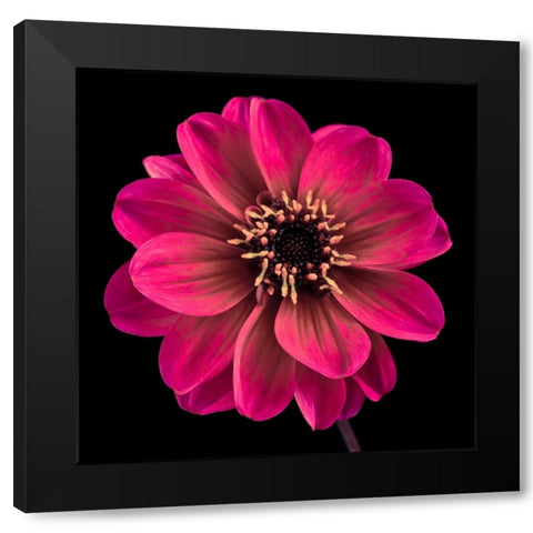 AF20110818 Dahlia 022C22 Black Modern Wood Framed Art Print by Frank, Assaf