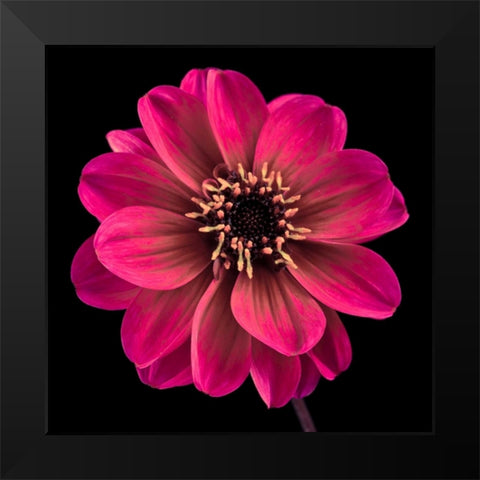 AF20110818 Dahlia 022C22 Black Modern Wood Framed Art Print by Frank, Assaf