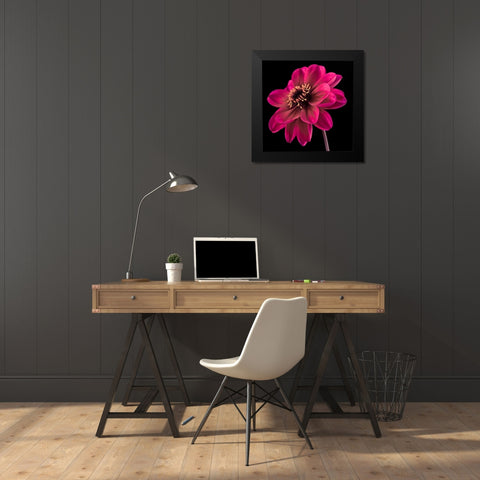 AF20110818 Dahlia 046C22 Black Modern Wood Framed Art Print by Frank, Assaf