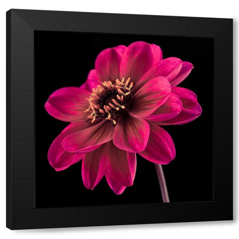 AF20110818 Dahlia 046C22 Black Modern Wood Framed Art Print by Frank, Assaf