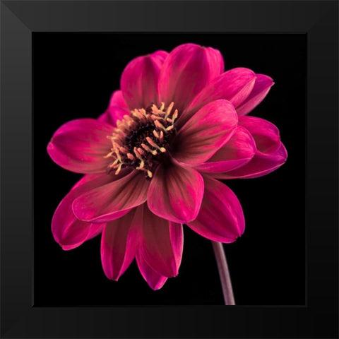 AF20110818 Dahlia 046C22 Black Modern Wood Framed Art Print by Frank, Assaf
