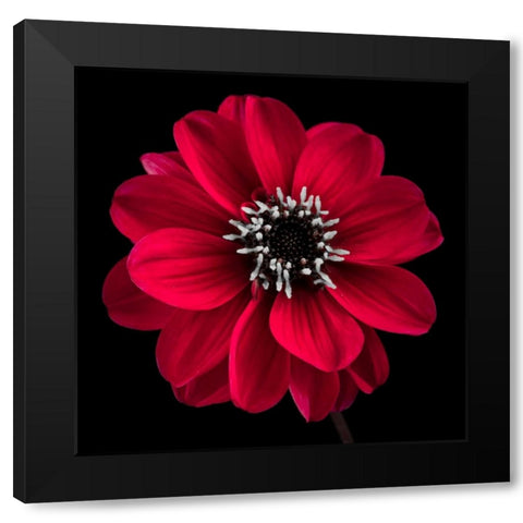 AF20110818 Dahlia 022C23 Black Modern Wood Framed Art Print by Frank, Assaf