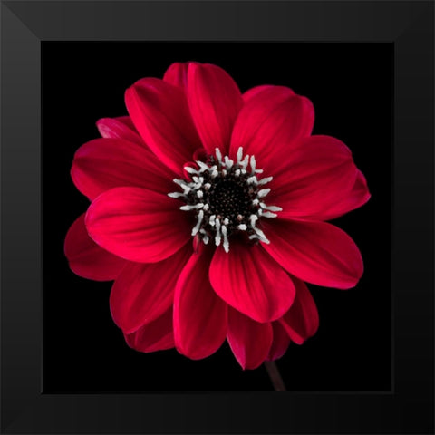 AF20110818 Dahlia 022C23 Black Modern Wood Framed Art Print by Frank, Assaf