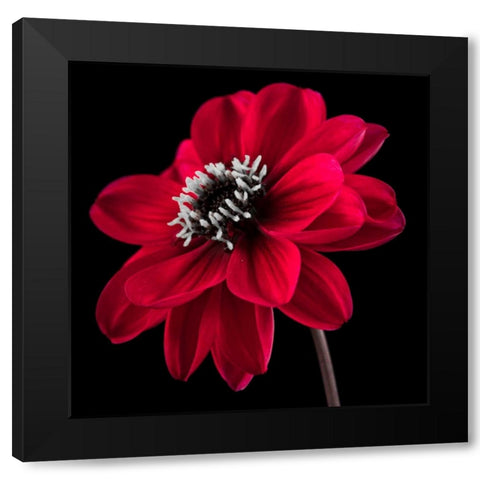 AF20110818 Dahlia 046C23 Black Modern Wood Framed Art Print by Frank, Assaf