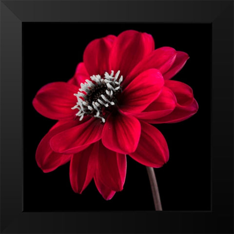 AF20110818 Dahlia 046C23 Black Modern Wood Framed Art Print by Frank, Assaf
