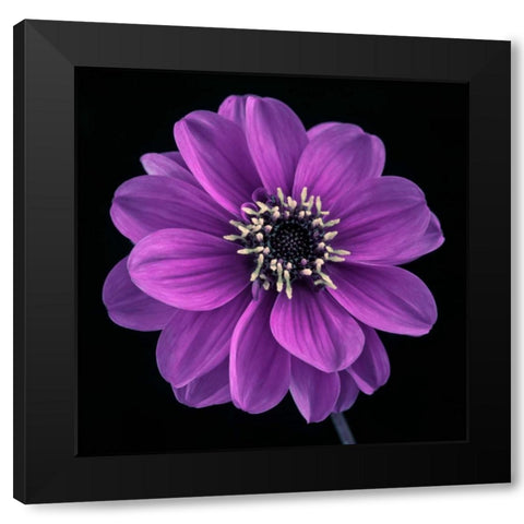 AF20110818 Dahlia 022C24 Black Modern Wood Framed Art Print by Frank, Assaf