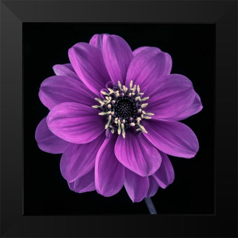 AF20110818 Dahlia 022C24 Black Modern Wood Framed Art Print by Frank, Assaf