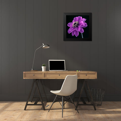 AF20110818 Dahlia 046C24 Black Modern Wood Framed Art Print by Frank, Assaf