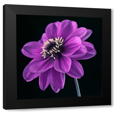 AF20110818 Dahlia 046C24 Black Modern Wood Framed Art Print by Frank, Assaf