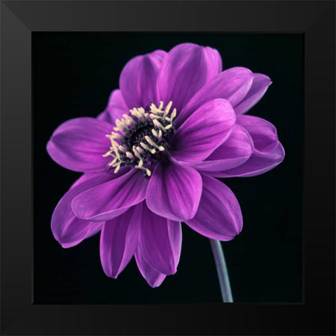 AF20110818 Dahlia 046C24 Black Modern Wood Framed Art Print by Frank, Assaf